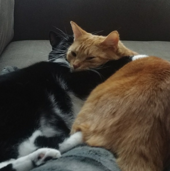 Meet your Posher, Samantha - Picture 1 of 1